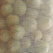 新2绿核桃