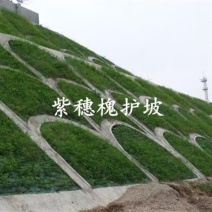 新采紫惠槐种子简单易种林木种子护坡种子紫穗槐种子刺槐