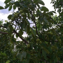 香灵核桃