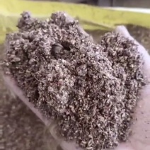 枣粉