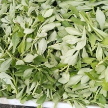 养心菜