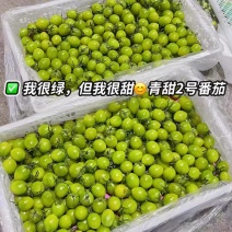 青甜2号圣女果清甜小番茄对接市场商超电商支持一件代发