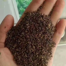 菊苣种子大叶多年生兔子草种猪牛鱼鸡鸭鹅爱吃的养殖四季青菜