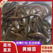 【推荐】黄鳝苗货源充足量大从优诚信经营实惠