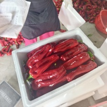 和县红椒，精品红椒，大量上市供应中，货源充足，现采现摘