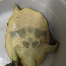 甲鱼