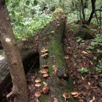 椴木香菇木头林下香菇香味浓郁颜色好批发烘干成件代发