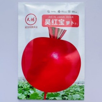 昊红宝大红萝卜种子红萝卜水果萝卜种籽根皮全红肉质细嫩蔬菜