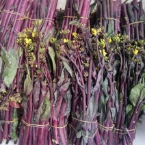 红菜苔精品高原优质红菜苔