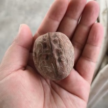 新疆薄皮核桃185（40mm）