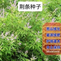 新采荆条种子荆条树种子蜜源植物荆条花种子杜荆柴黄金子灌木包邮