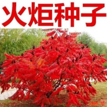 火炬树种子庭院鹿角漆火炬漆工程绿化树四季常青多年生林木种