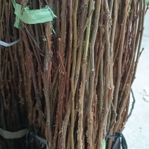 【推荐】金蝉卵枝现货批发可视频看货欢迎来电咨询