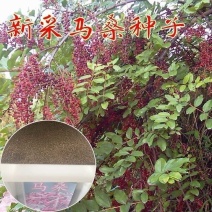 马桑种子千年红马鞍子水马桑、野马桑马桑柴种子优惠马