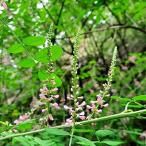 马棘种子蜜源四季植物树草花种子护坡固土种子50斤批发顺丰发货