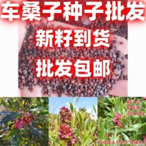 车桑子种子坡柳种子明油子边坡绿化矿山恢复绿固沙保土树种耐贫瘠