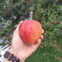 云南红露苹果