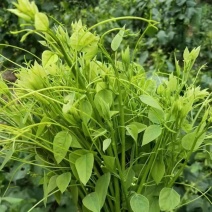 姑娘菜（学名赤苍藤），又名辣木菜，产地直发，价格实惠