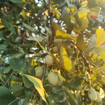 新鲜白果