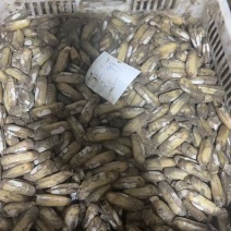 海蛏子淡水蛏子指甲螺批发酒店餐饮食材公司源头发货