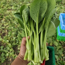 广东菜心大甩卖