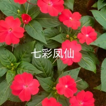 七彩凤仙花