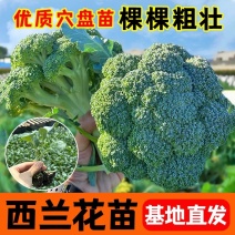 西蓝花苗绿花菜苗甜杆西兰苔苗子寿光种苗基地直发