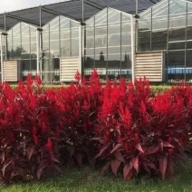 凤尾鸡冠花观赏绿化花卉庭院盆栽红色阳台喜庆耐旱红花带盆幼苗