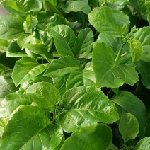 钦蜜百香果嫁接苗批发基地