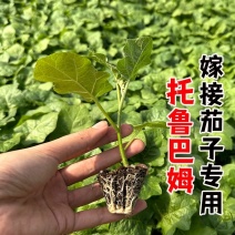 托鲁巴姆嫁接茄子砧木野生茄子苗