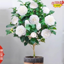 25华东茶花树苗华北茶花苗东北南方华南方茶树大杯苗