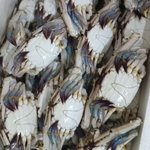 梭子蟹，飞蟹，冻蟹