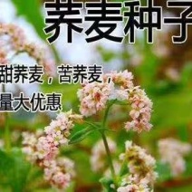 老品种甜荞麦苦荞麦种子喂养牛羊家禽的优质牧草