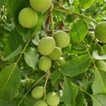 山地青皮核桃