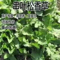 串叶松香草种子多年生猪牛羊鹅畜禽牧草籽