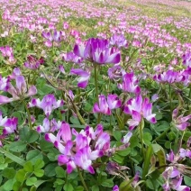 紫云英种子果园绿肥土壤改良花海景观牧草养蜂蜜源植物