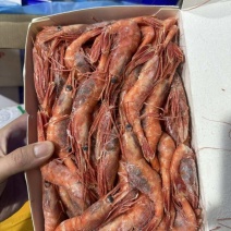 地球甜虾超低温产品40-6050-70
