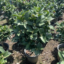 夏日七星茶花