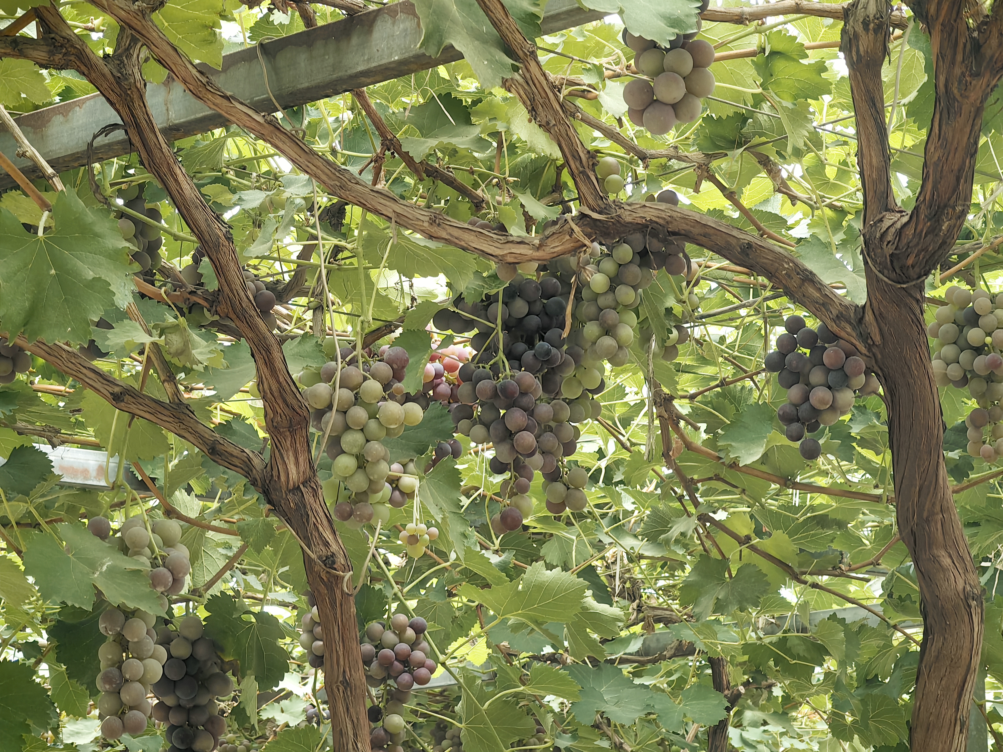 户太8号葡萄采摘园场景图