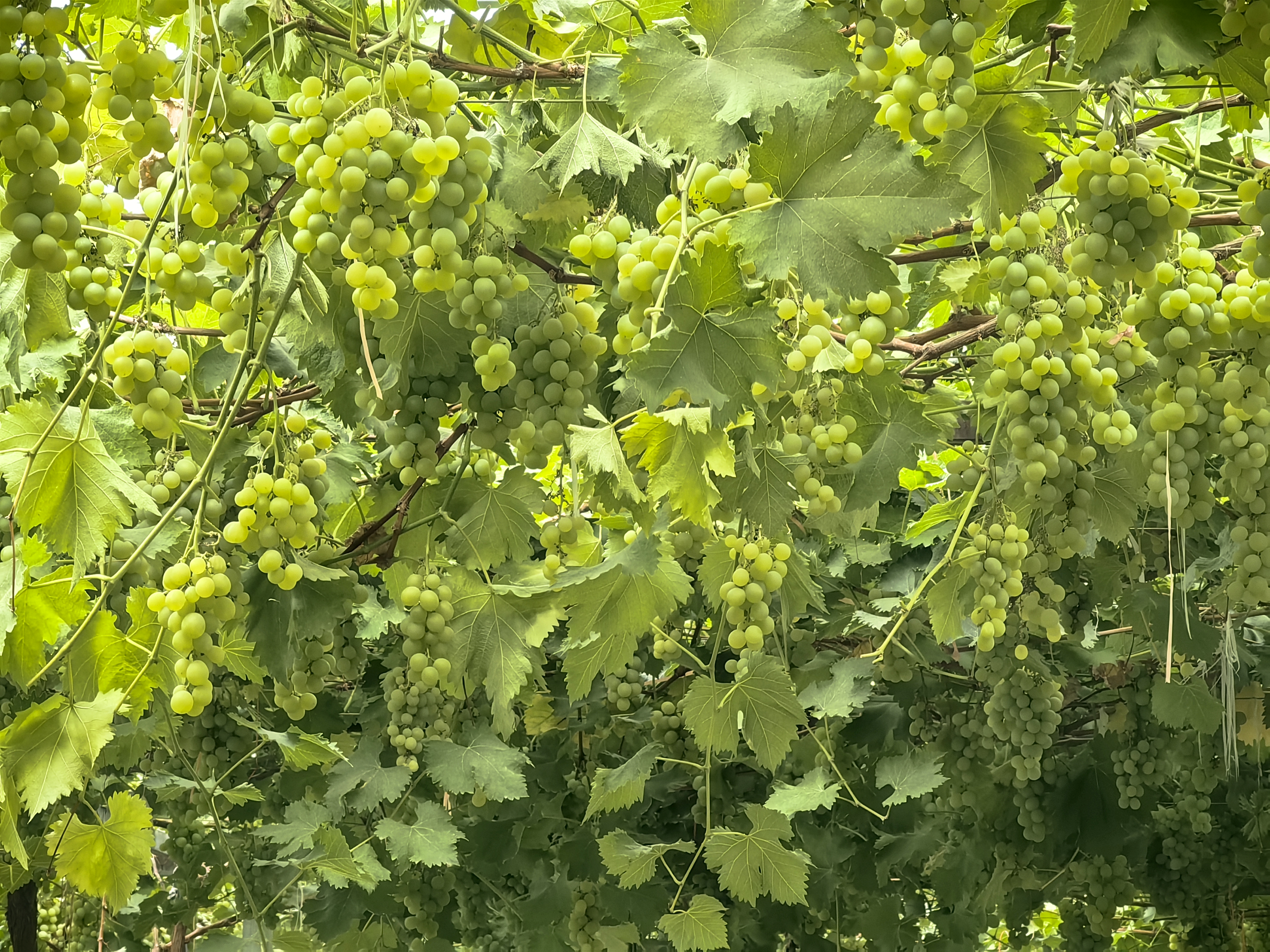 户太8号葡萄园实景图