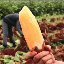 云南天山雪莲果，脆甜，供应团购电商，一件代发