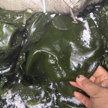 【一手货源】盐渍整颗海带大量供应品质保证视频看货