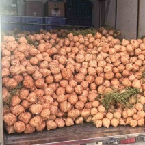 凉薯