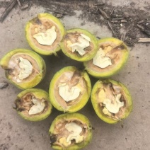 清香通货大量有货
