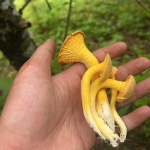 鸡油菌