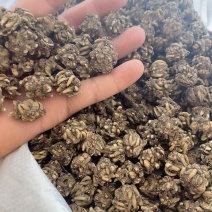 猫爪草自家种植基地常年供应量大价优可视频看货
