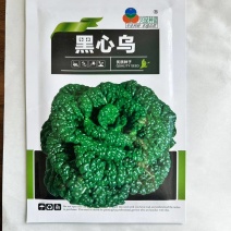 黑心乌塌菜种子油亮黑心矮桩火锅菜秋冬种植耐寒蔬菜种子