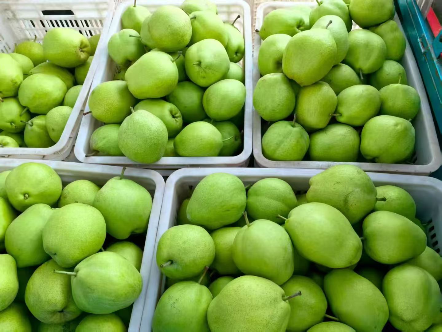 莱阳梨称重展示图,展示不同大小梨果的重量对比 莱阳梨称重展示图