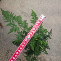 电商好货云竹，2.5元一盆，一箱100棵