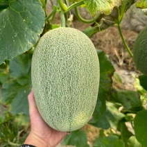 河南夏邑哈密瓜晓蜜25哈密瓜大量现货供应品质保障